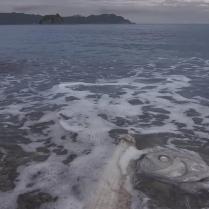 Un pește extrem de rar, supranumit „Peștele Apocalipsei”, a fost descoperit de niște pescari