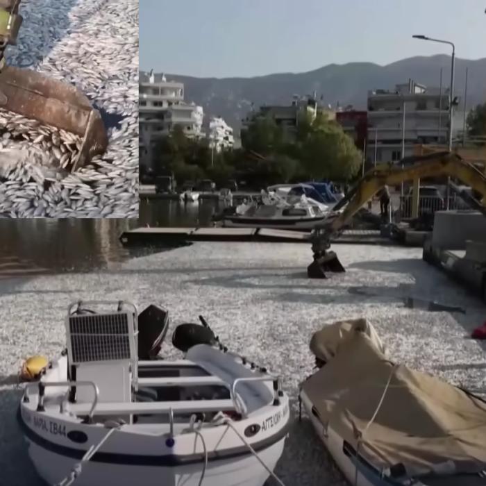 Dezastru într-un golf din Grecia: Tone de pești morți au acaparat zona turistică