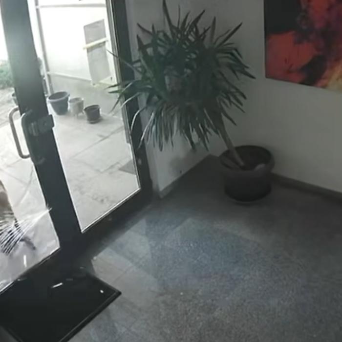 VIDEO Apartamente de lux, cu caprele la ușă. Imaginile cu țapul curajos din Pipera fac înconjurul Internetului