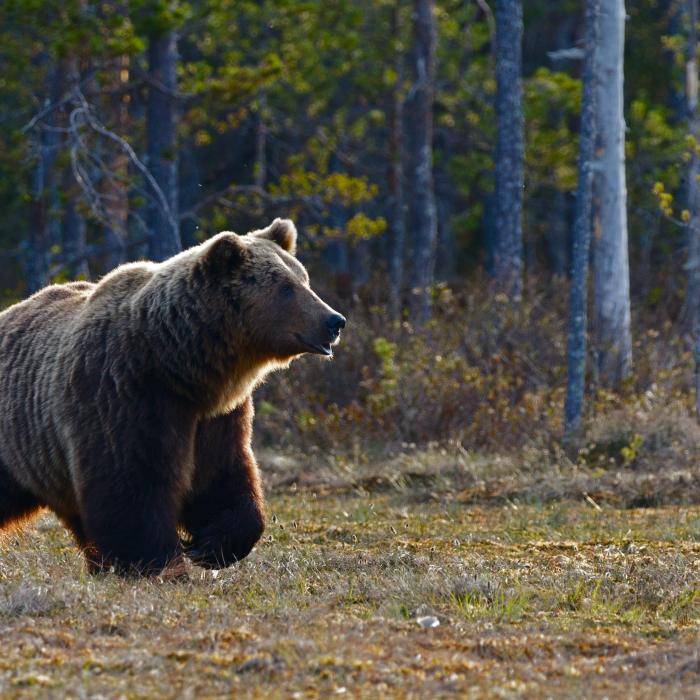 Un urs periculos a atacat un bărbat în Prahova. Mesaj RO-Alert: „Stați în casă!”