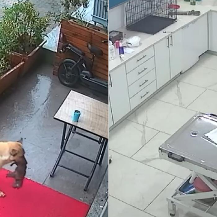 Dragostea de mamă nu are limite: O cățelușă fără adăpost și-a dus singură puiul bolnav la veterinar VIDEO
