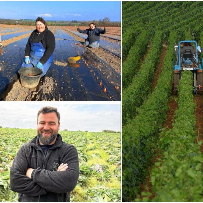 Cât câștigă muncitorii români pe câmpurile din Franța: "Aici iau dublu față de cât aș lua acasă"