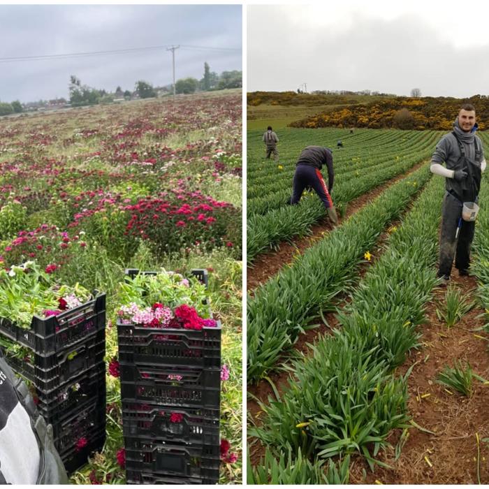 Cât câștigă un român care lucrează pe câmp în Anglia. Mulți nu-l cred: "Ha, ha! Poate atât iei în 3 luni"