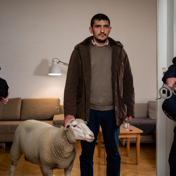 Un român din Germania, prins în apartament cu trei oi furate dintr-un parc natural