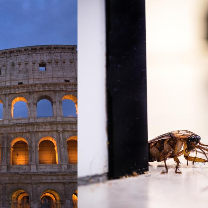 Criză sanitară la Roma: Capitala Italiei se confruntă cu o invazie de gândaci de bucătărie