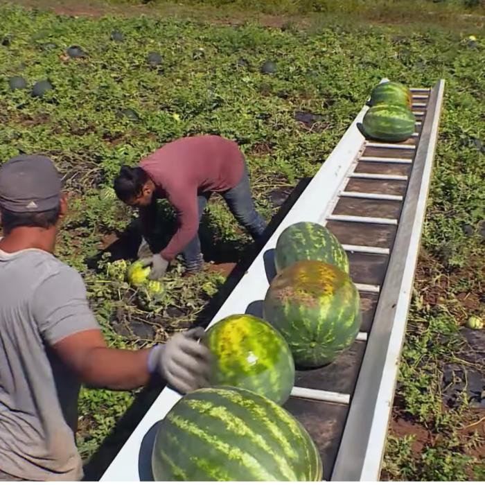 14 români exploatați în ferme din Franța. Un intermediar, tot român, acuzat de trafic de persoane