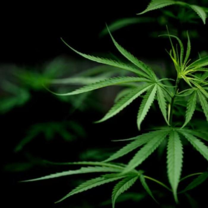 Studiu: consumul de marijuana crește riscul de deces 