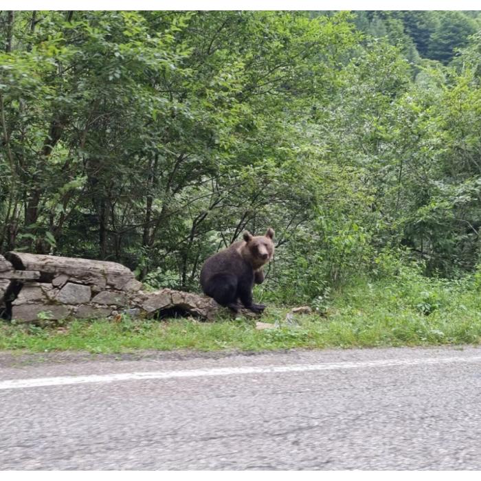 Tragedie pe Transfăgărășan. Un motociclist a fost atacat de urs și și-a pierdut viața