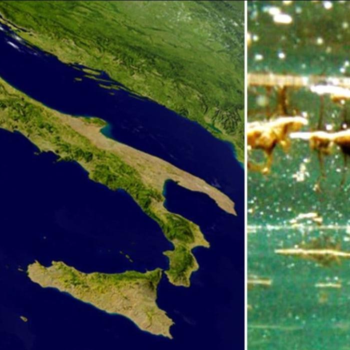 Alertă sanitară în Italia: O specie de alge toxice afectează litoralul din Liguria până în Sicilia