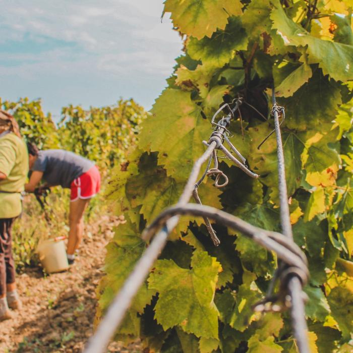 Cât câștigă românii la cules de struguri în Italia. Amenzi de zeci de mii de euro pentru patronii care îi exploatează