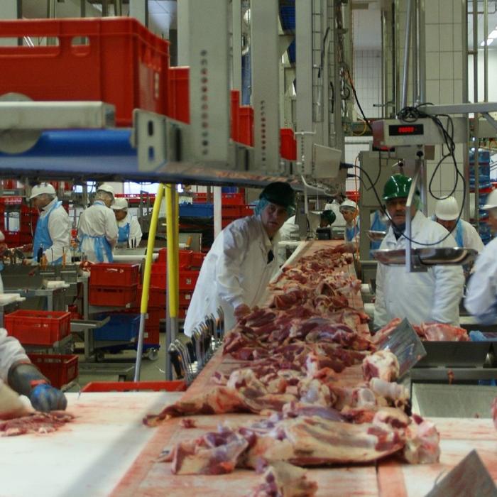 Români, duși forțat să muncească la abatoarele din Olanda, deși credeau că merg în Germania. Anchetă de amploare