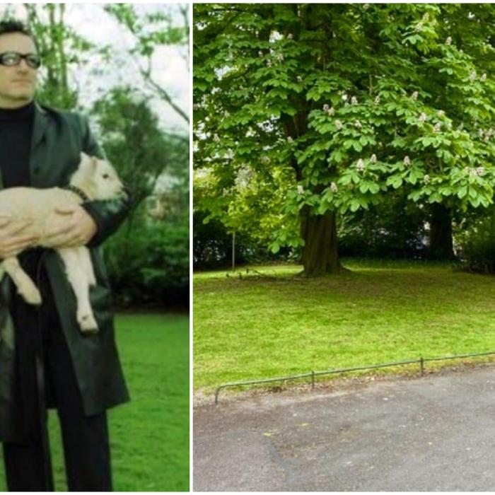 În Dublin, celebritățile au voie să pască oi în oraș. Legea medievală păstrată până astăzi - VIDEO