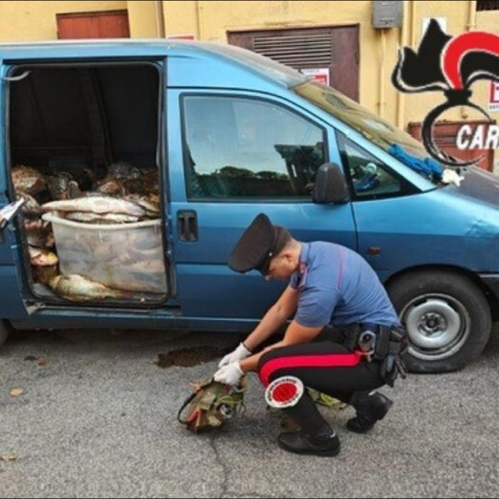 Șase români din Italia au capturat aproape o tonă de somn folosind pistolul cu electroșocuri