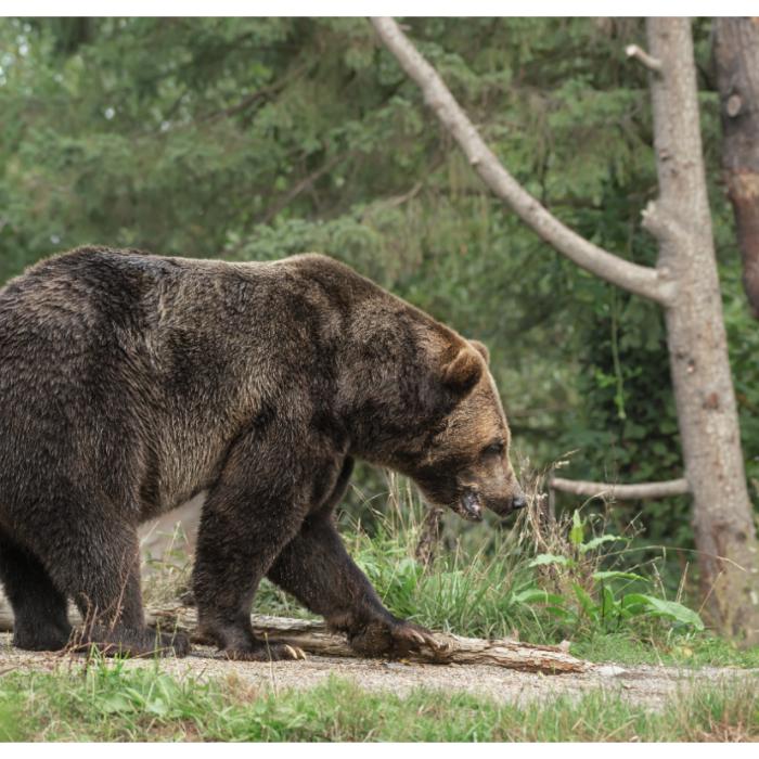 Ursoaică, împușcată în Poiana Brașov. Animalul revenea în parcarea unui hotel 