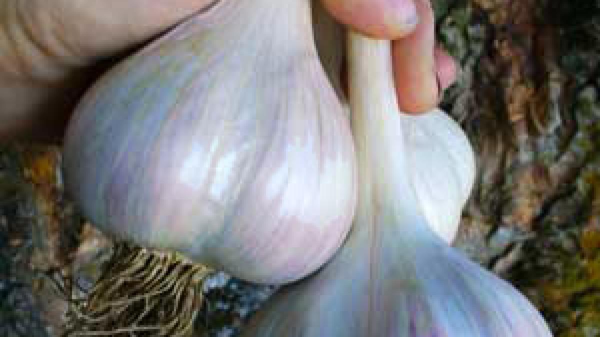 romanian_red_hardneck_garlic