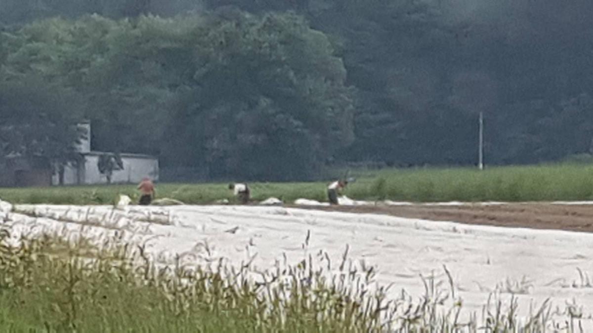 romani_sclavie_germania