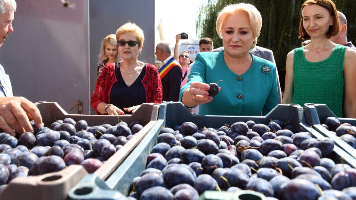 dancila_prune_in_mana