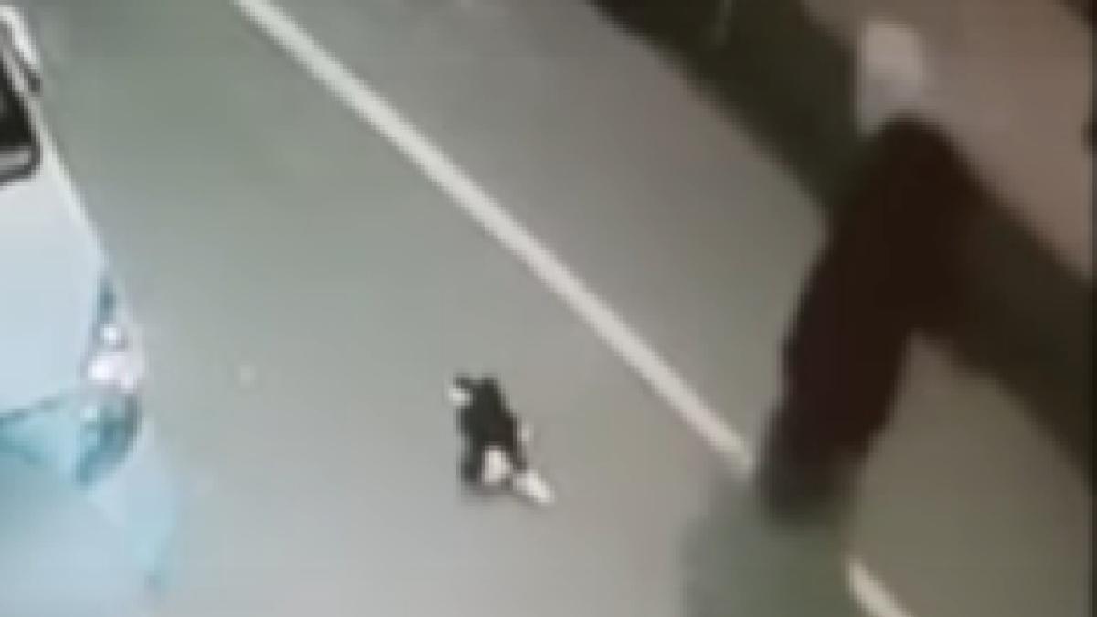 roman_ucidere_pisica