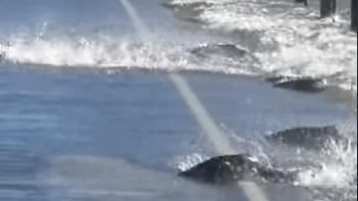 pesti_traverseaza_somoni_sua