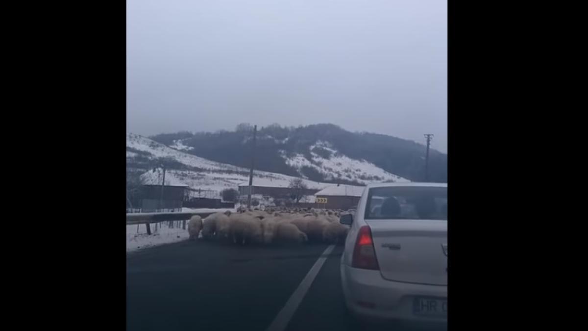 trafic_blocat_turma_oi