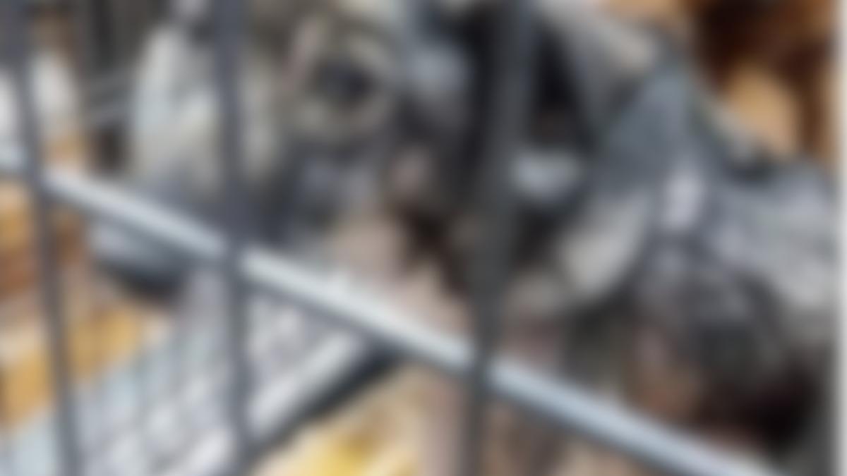 catei_salvati_prejmer_blur