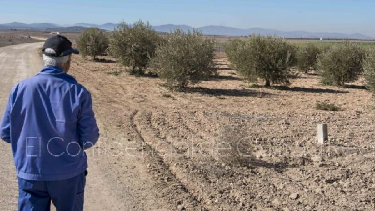 spania_roman_crima_livada_maslini