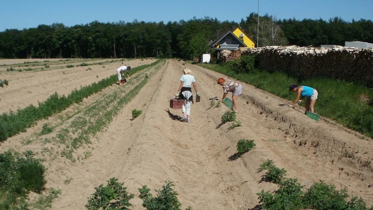 muncitori_camp_legume