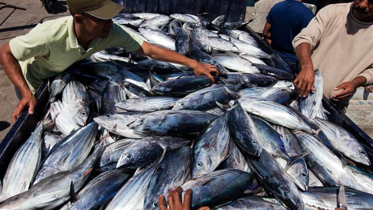 pescar_pescuit_flickr