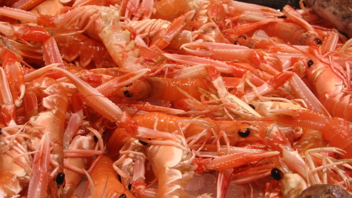 creveti_droguri_flickr