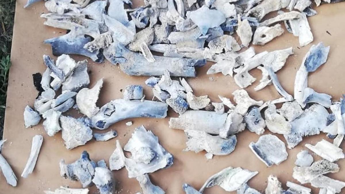 caracal_21_dinti_gasiti_in_casa_groazei