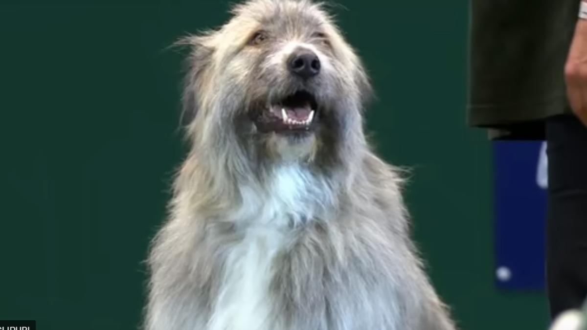 caine_ciobanesc_romanesc