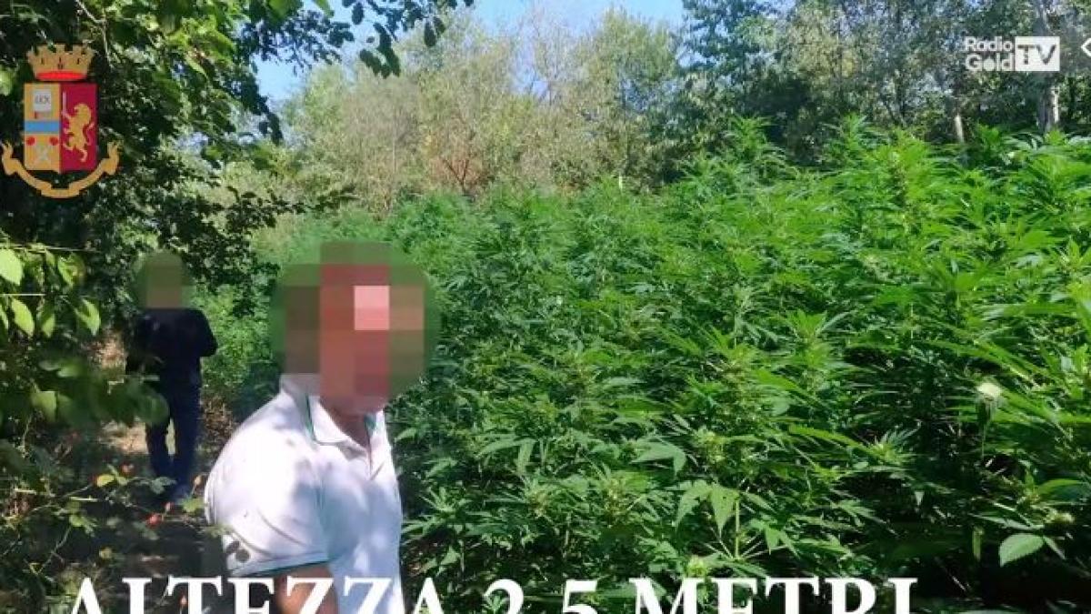 plante_marijuana_tanr_roman_italia