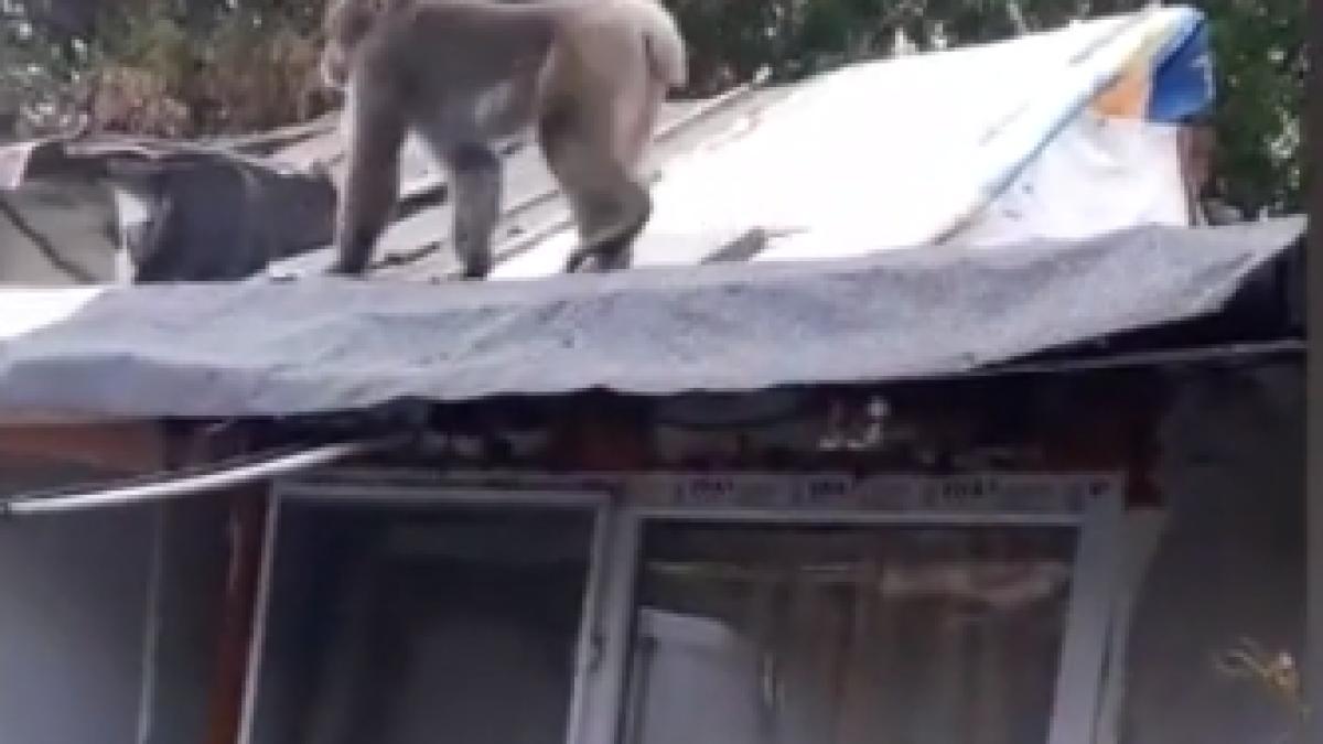 maimuta_nutu_camataru