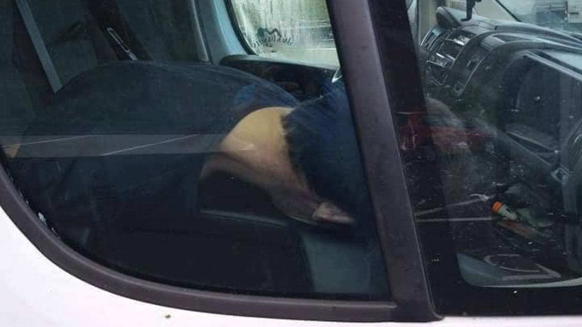 sofer_roman_tir_morta_02_10_2019_3