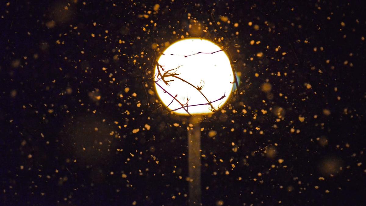 ninsoare_vreme_ninge