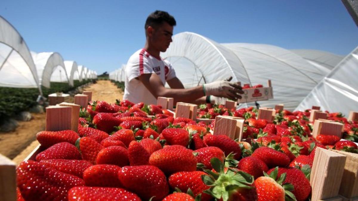 roman_la_cules_de_capsuni