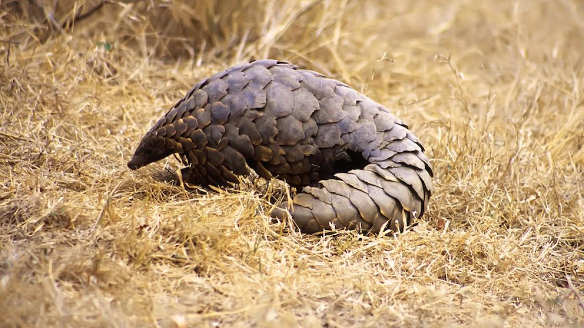 pangolin_flickr