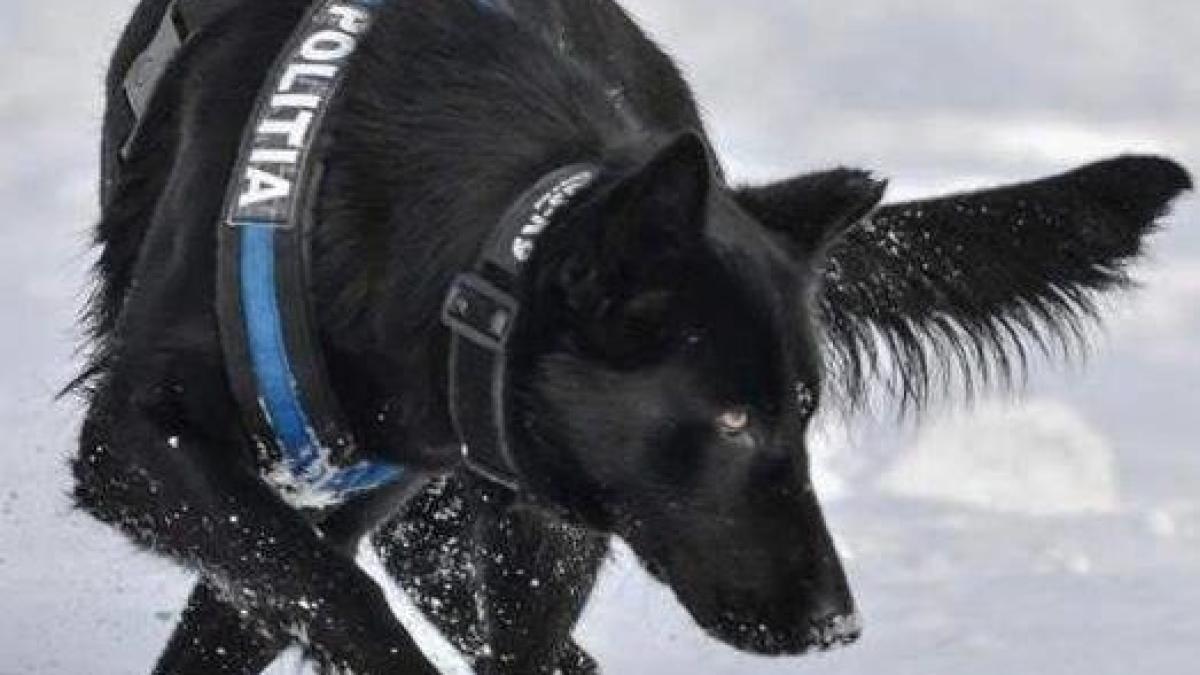 cainele_teba_sursa_mai_523x400