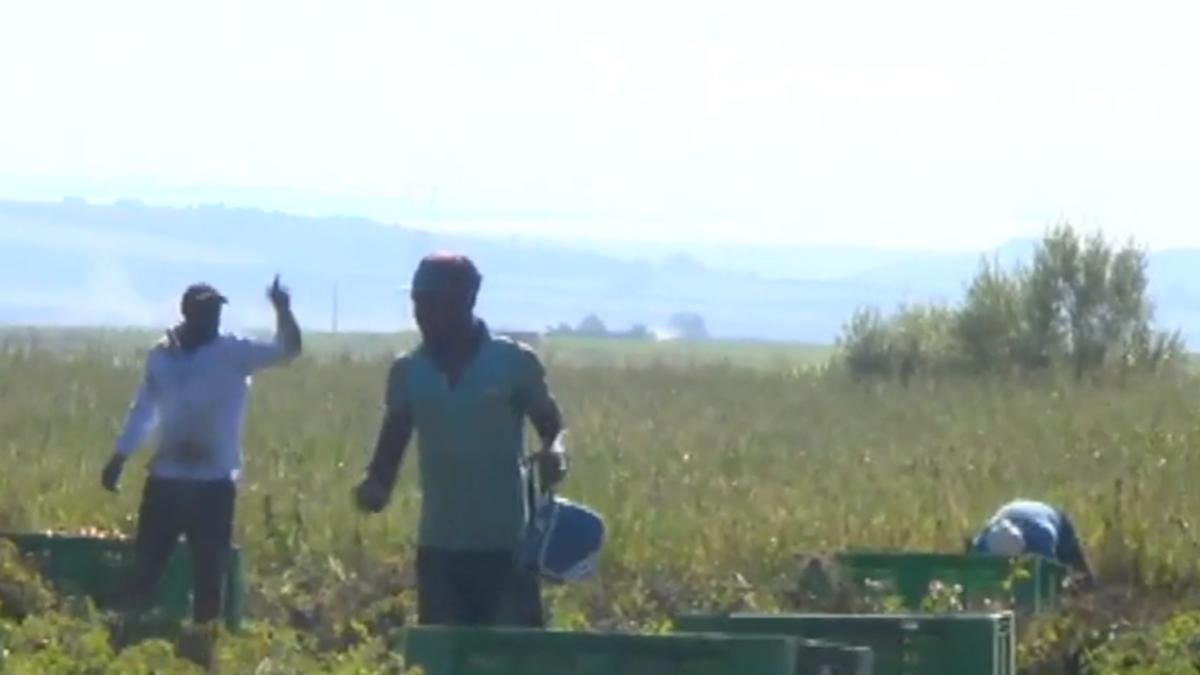 romani_scalvi_cinci_ferme_italia