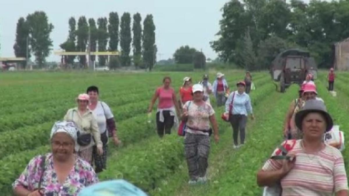 italia_muncitori_romani_agricultura_captura