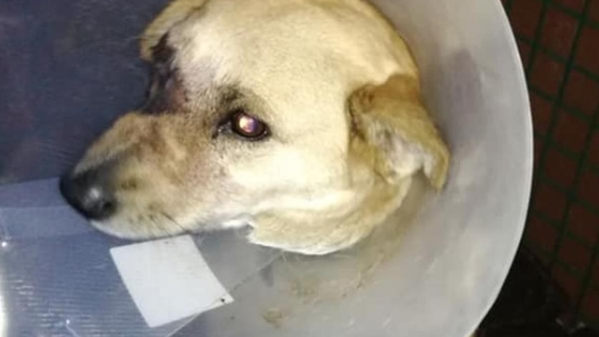 caine_i_a_explodat_o_petarda_in_gura