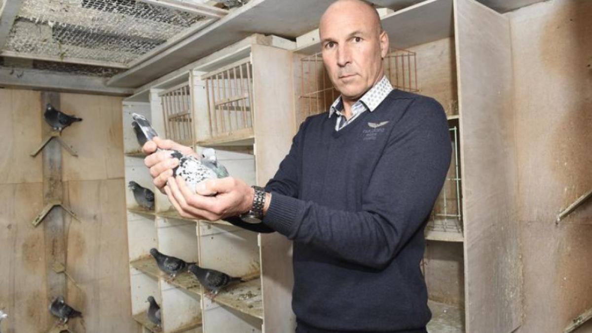 porumbei_furati_belgia