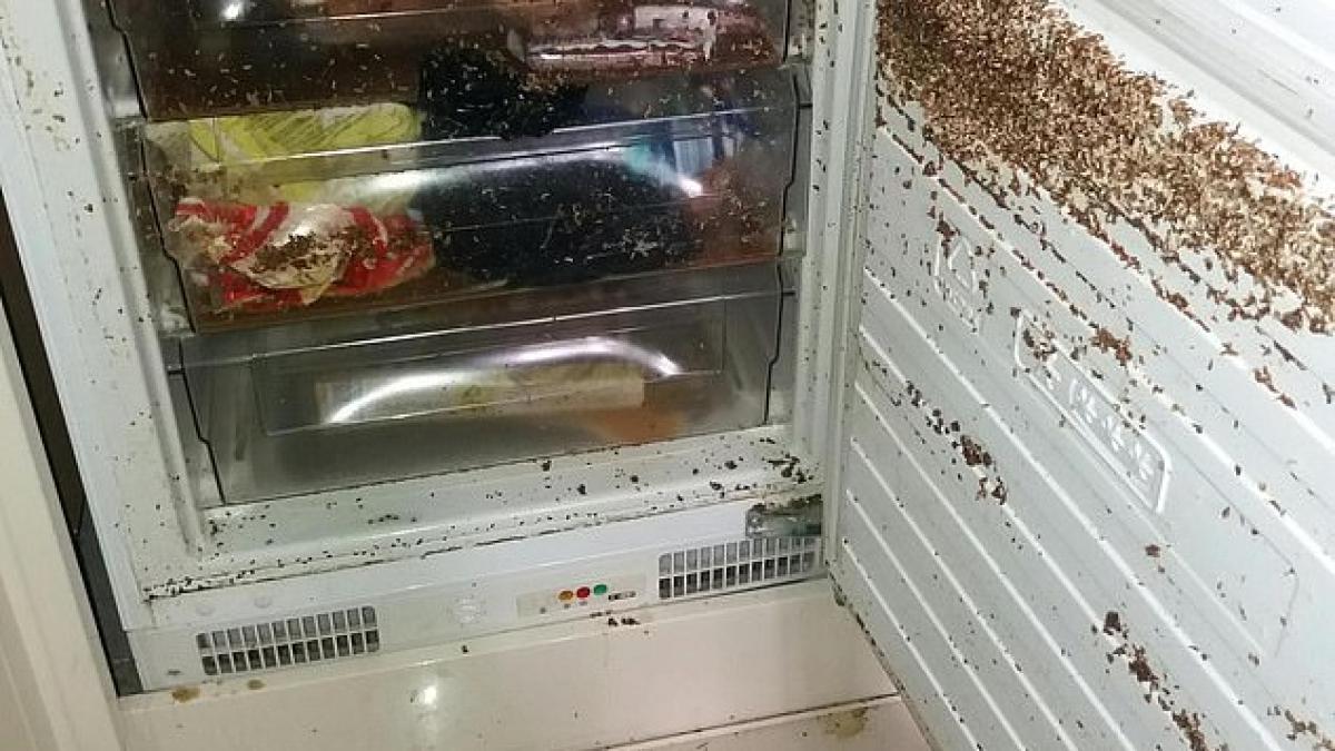 viermi_frigider_chirias_roman