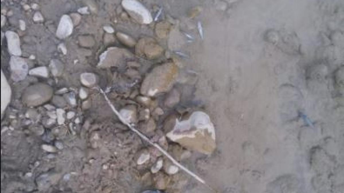 alerta_biologica_poluare_rau