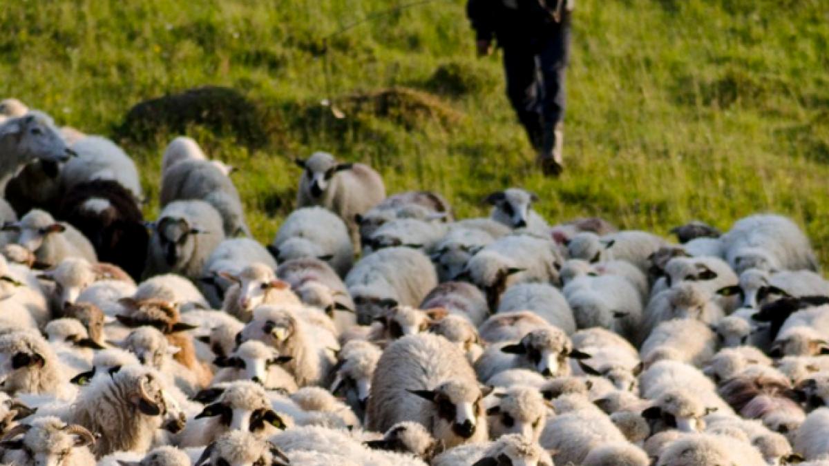 cioban_mort_in_italia