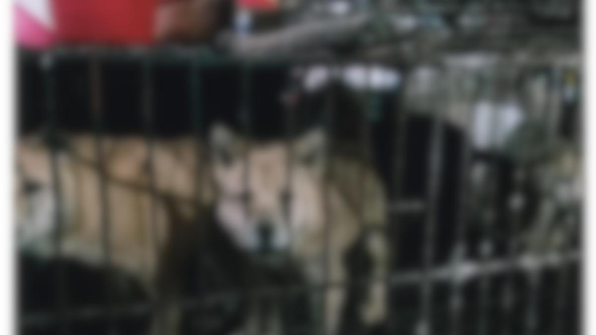 piete_umede_china_blur