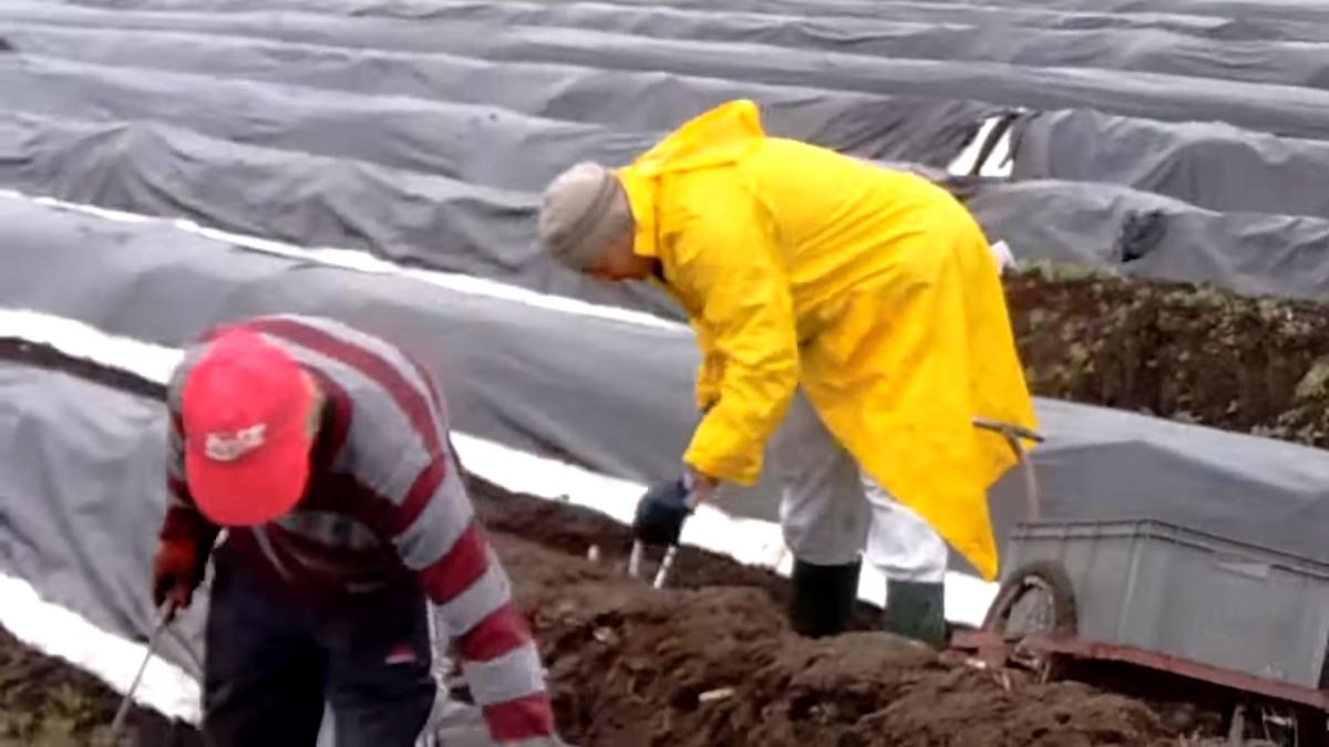 romani_cules_sparanghel_germania_captura_video_agricultura_ilustrativ