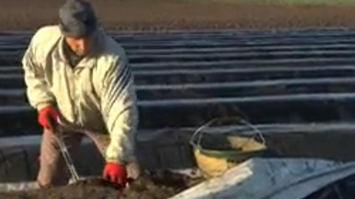 sparanghel_romania_germania_szor_cuj_corona