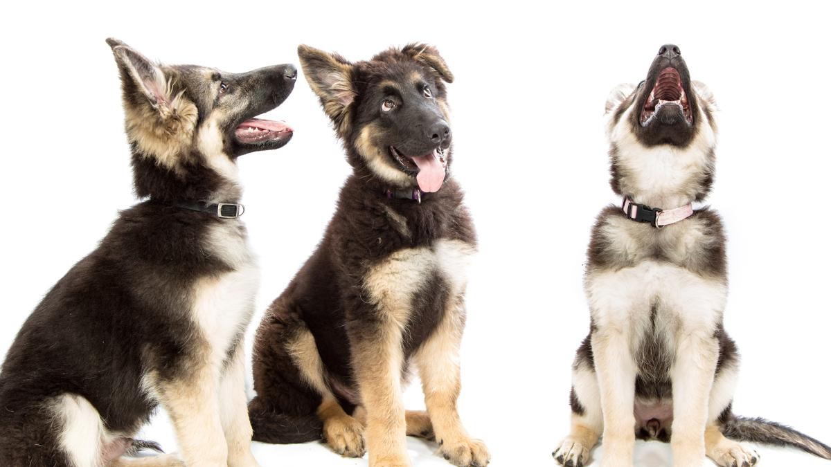 caine_catel_metoda_donez_catei