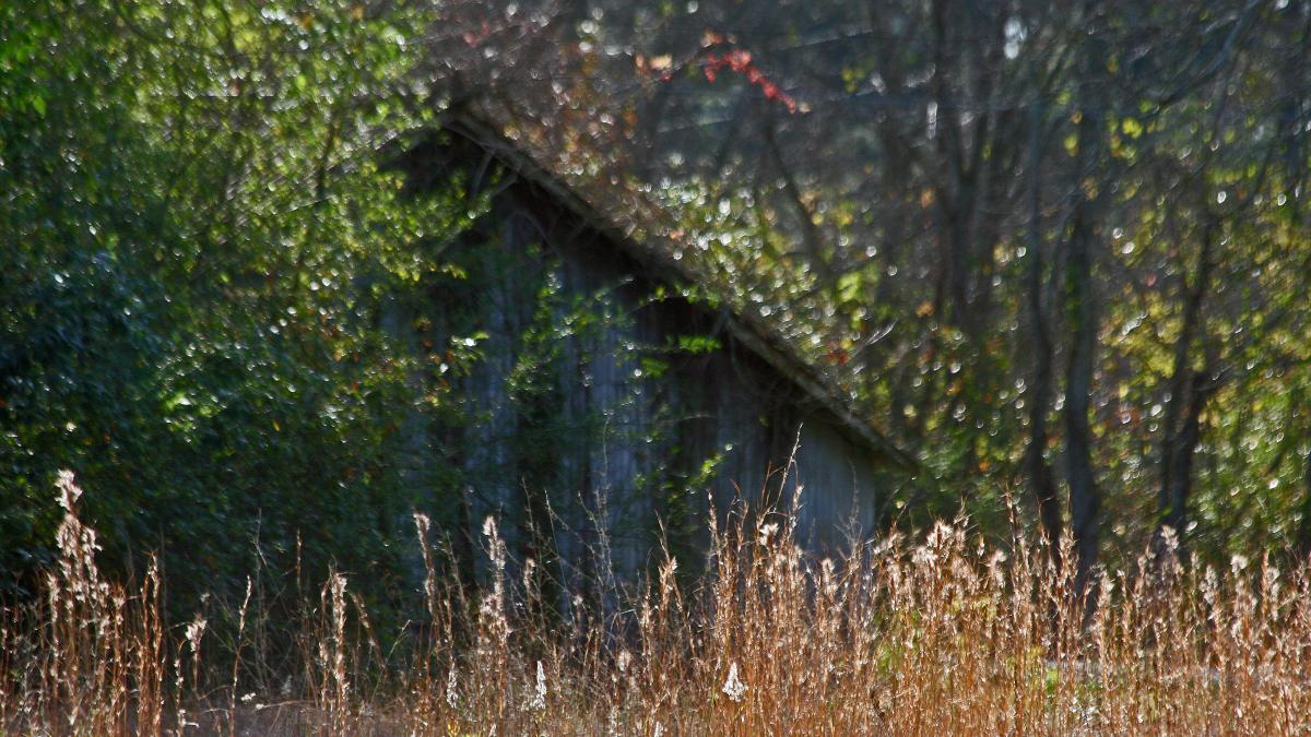 casa_parasita_cocioaba_baraca_flickr